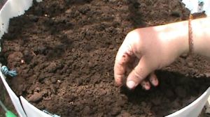 Manure Vermicompost