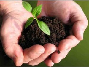 Organic vermicompost