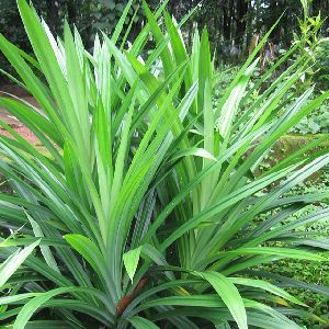 Fresh Pandan Leaves