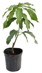 Mango Plant