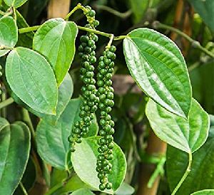 Pepper Plant