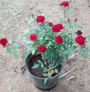 Rose Plant