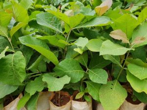 Sandalwood Plant