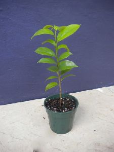 Soursop Plant