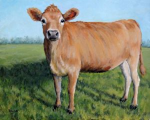 Jersey Cow