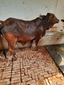 Kapila Cow