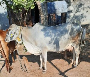 Tharparkar Cow