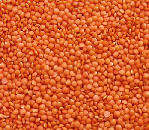 Whole Red Lentils