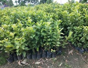 Guava L49 Plant