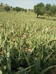 aloe vera baby plants