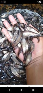 Chital Fish Seed