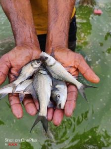 Katla Fish Seed