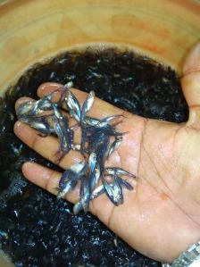 Pangasius Fish Seeds