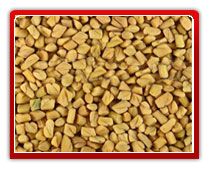 Fenugreek Seed