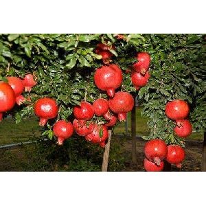 Pomegranate Plants