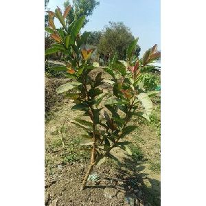 THAI GUAVA PLANTS