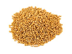 Mustard Seeds