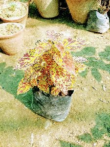 Indoor Plants