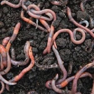 earthworm vermicompost