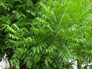 Neem Extract