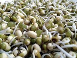 sprout seeds