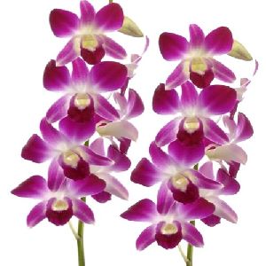 Orchid Flower