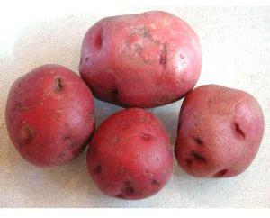 Red Potato