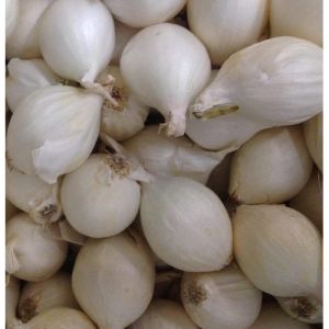 Silverskin Onion