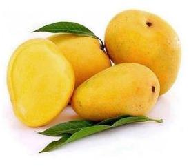 yellow mango