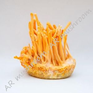 cordyceps mushroom