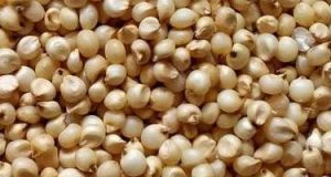 Jowar Seeds