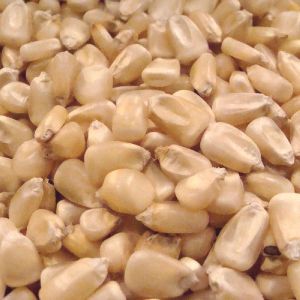 White Maize Seeds