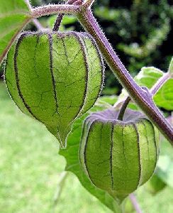 Green Lantern Plant