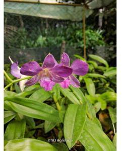 Purple Dendrobium Orchid Plant