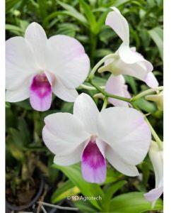 White and Pink Dendrobium Orchid Plant