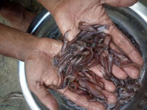 Singi Fish Seed