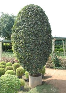 Ficus Plant