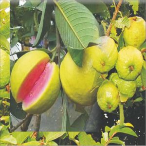 Guava Plant