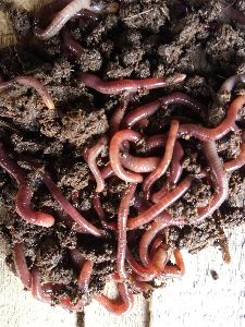 vermiculture