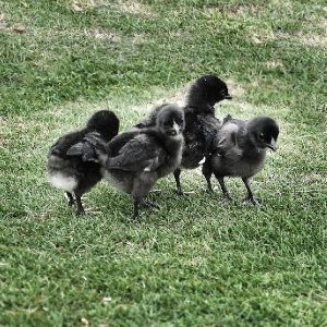 kadaknath chicks