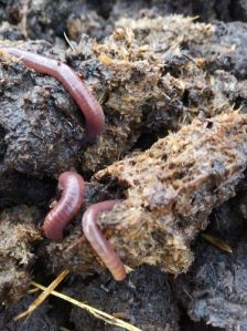 Red Wiggler Composting Worms