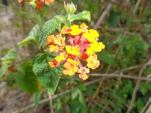 Lantana Camara