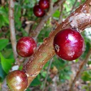 Jaboticaba Red Fruit Live Plants