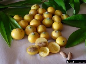 Jaboticaba Yellow fruit Live Plant