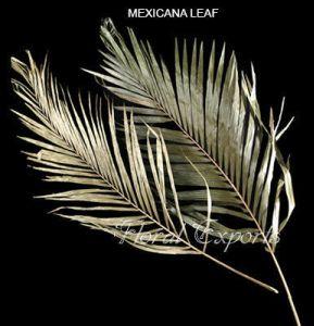 Mexicana Leaf