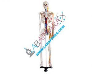 Human Skeleton Life