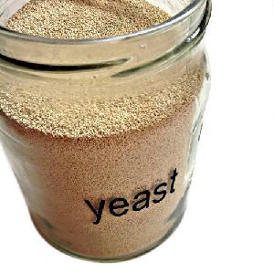 Dry Yeast