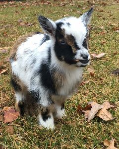 Cute Pigmy goats