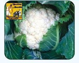 F1 Maria Cauliflower Seeds