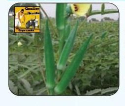 F1 Simran Okra Seeds